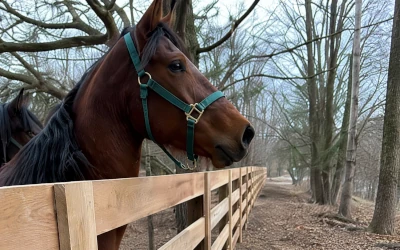 Pasture fencing installed around a grazing area