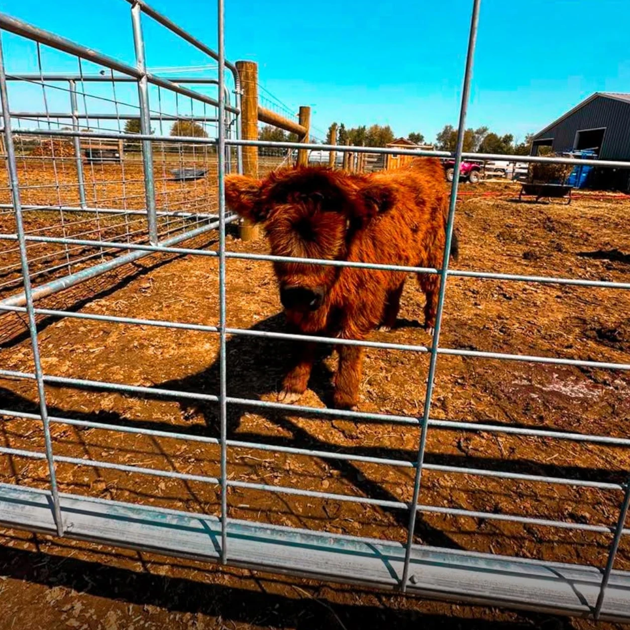 Heavy-duty cattle fencing around a livestock holding area