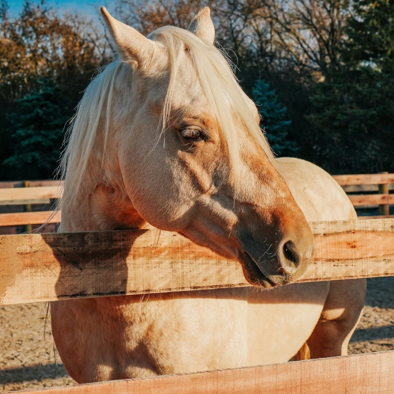 Board fencing enclosing a horse paddock in the Chicago area
