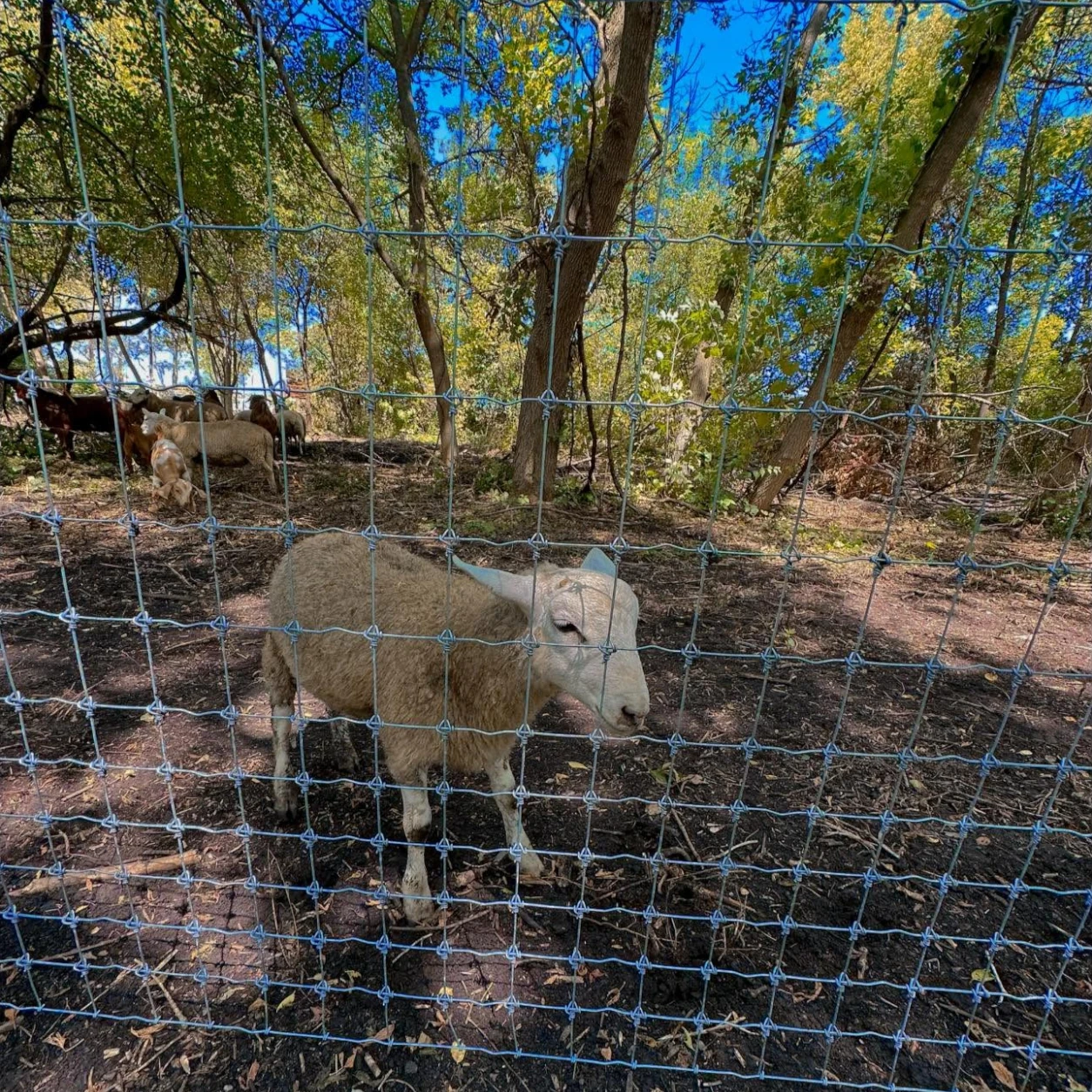 Woven-wire containment fencing enclosing livestock on a farm